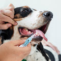 Zahnreparaturset für Katzen und Hunde