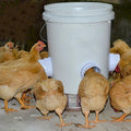 Fütterungsset, Spezialwerkzeuge für die Zucht von Hühnern, Enten, Geflügel, Zubehör