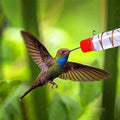 Fenster-Kolibri-Futterstation