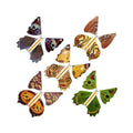 Der magische fliegende Schmetterling