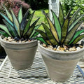 Mini-Oberteilfpflanzen, Dekoration, Gartenornamente