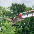 Fenster-Kolibri-Futterstation