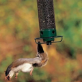 Proof-Vogelfutterspender