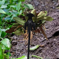 Neues Garten-Unkrautziehwerkzeug