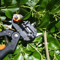 Professionelles Werkzeugset für die Gartenveredelung