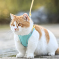 Set mit Weste, Geschirr und Leine für Katzen