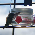 Wunderschöner Einmachglas-Kolibri-Futterspender