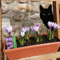 Unhöflicher Katzen-Mittelfinger-Streich