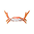🦀 Krabben-Gewichtheber-Stifthalter