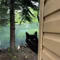Unhöflicher Katzen-Mittelfinger-Streich